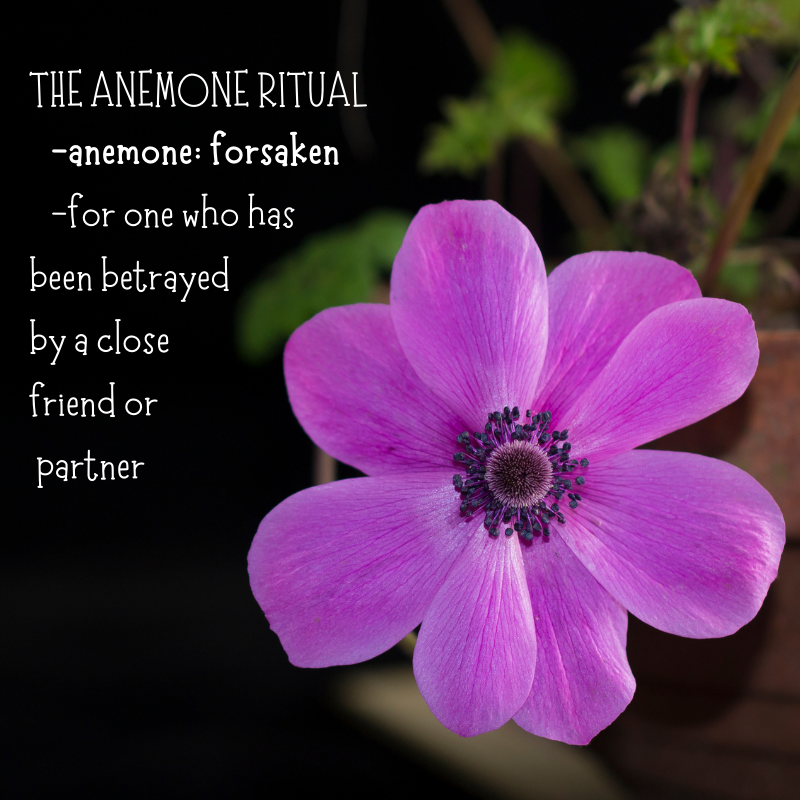 The Anemone Ritual