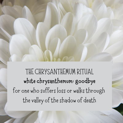 chrysanthemum-ritual