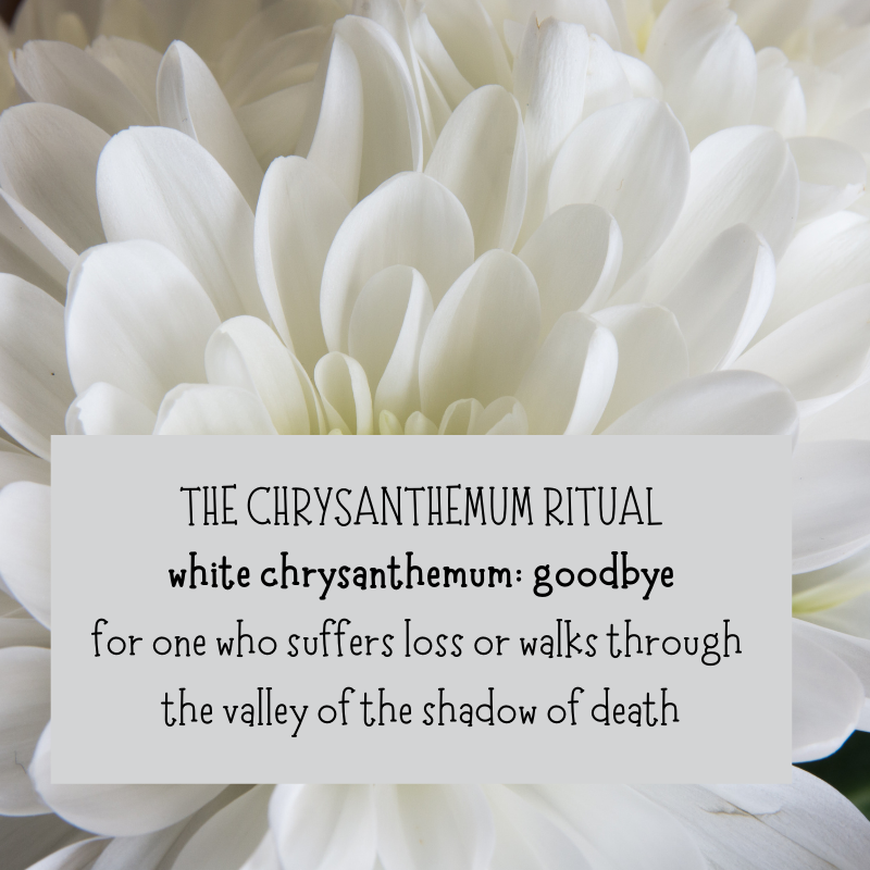 The Chrysanthemum Ritual